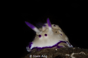 P U R P L E
Nudibranch (Mexichromis multituberculata)
A... by Irwin Ang 